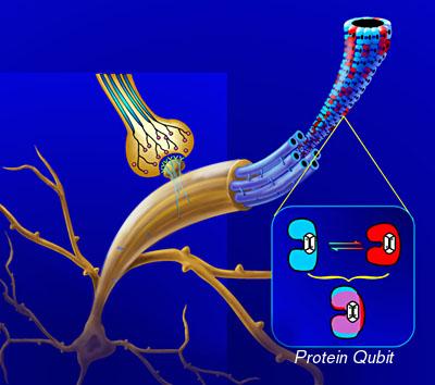 microtubuli