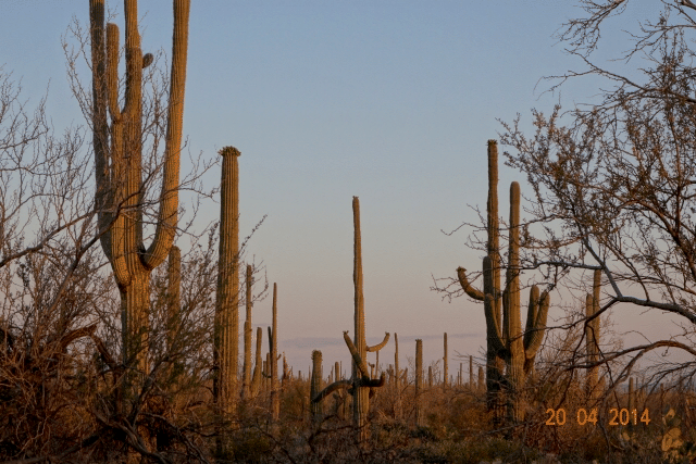 TSC 2014 - Tucson Arizona